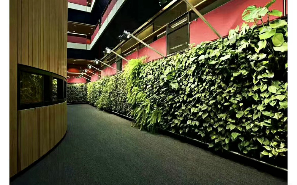 室内植物墙