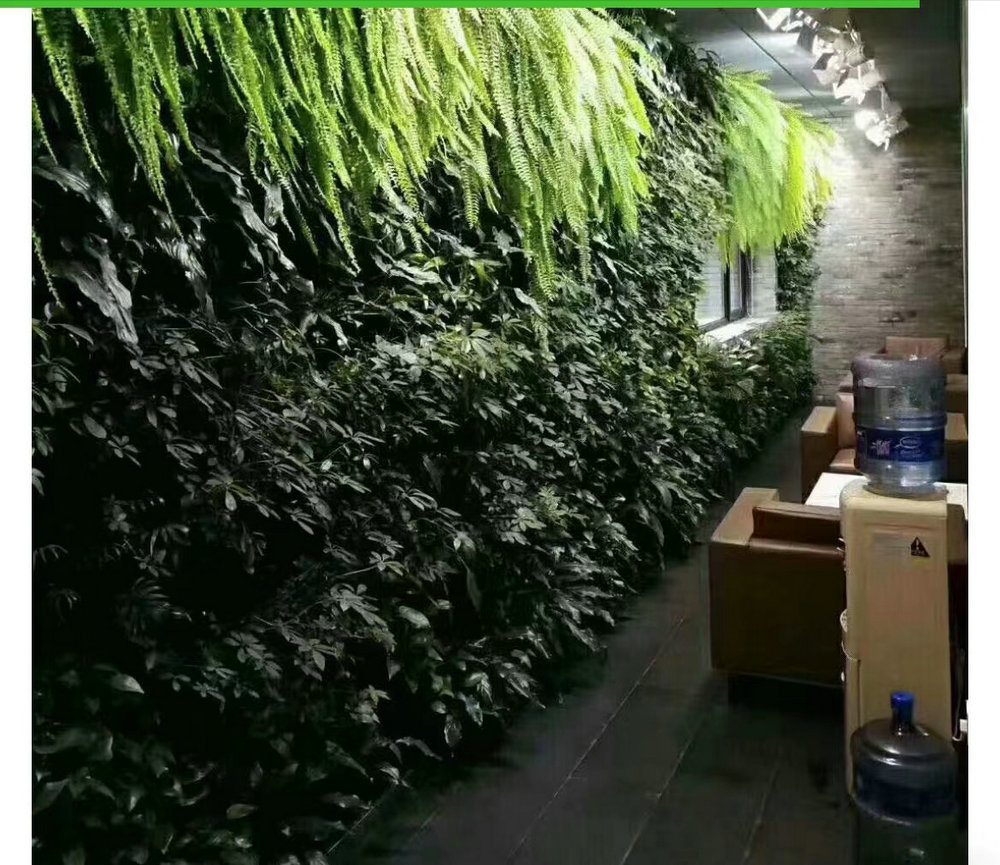 室内植物墙