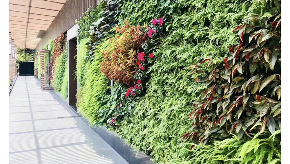 室内植物墙