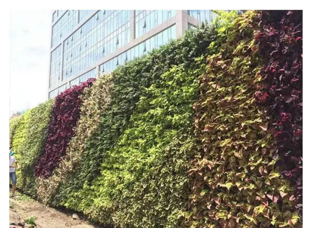 室外植物墙