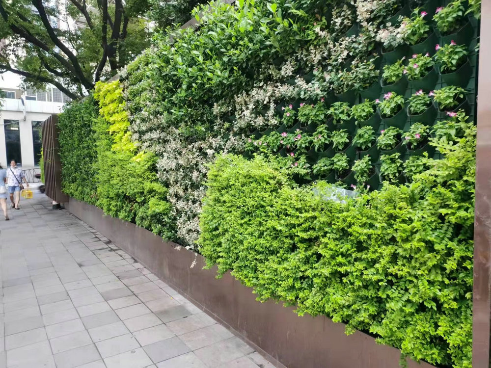 室外植物墙