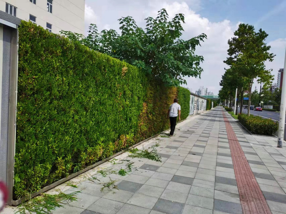 室外植物墙