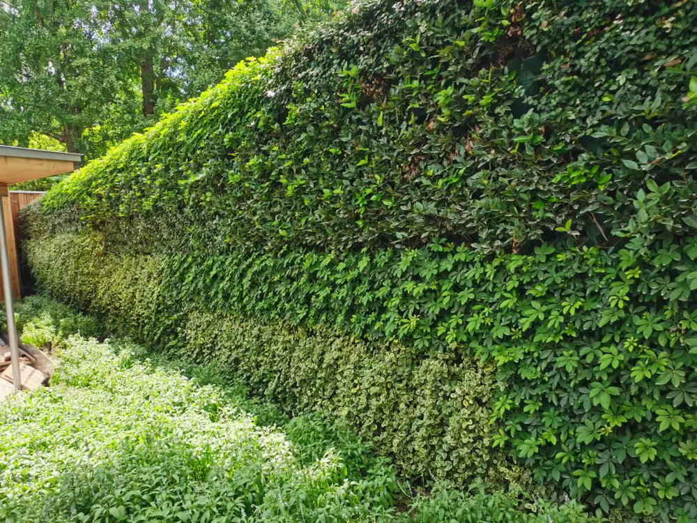 室外植物墙