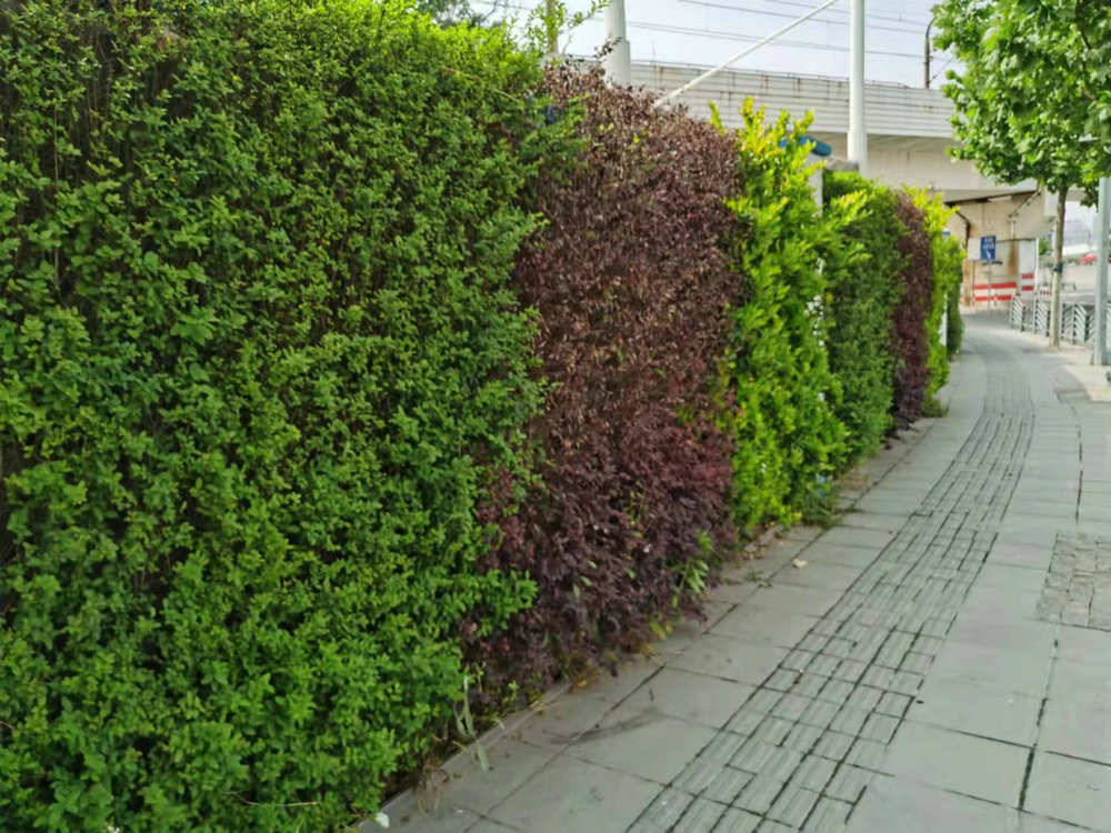 室外植物墙