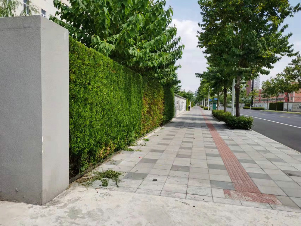 室外植物墙