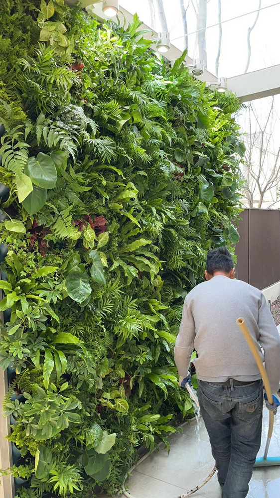 室外植物墙