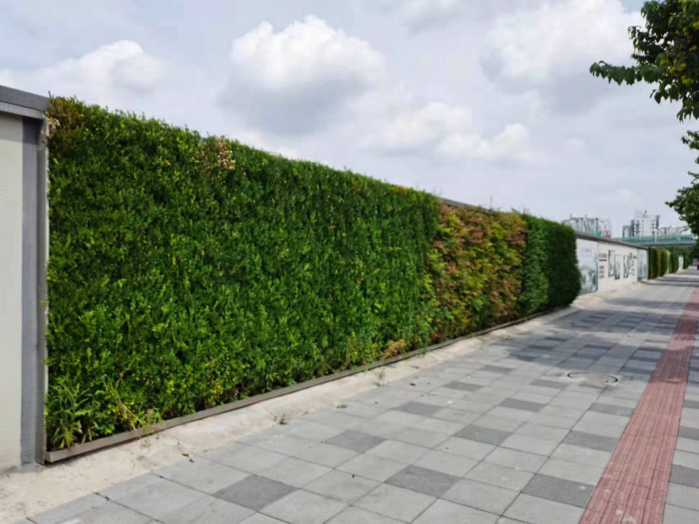 室外植物墙