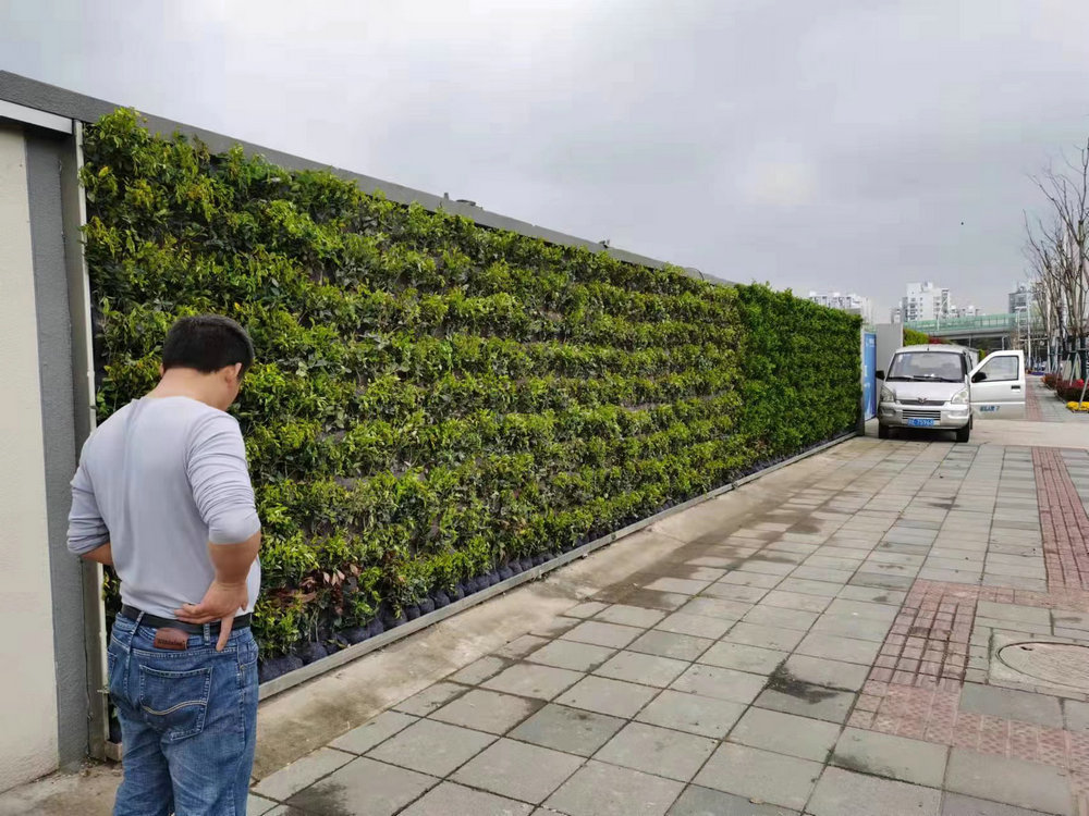 室外植物墙