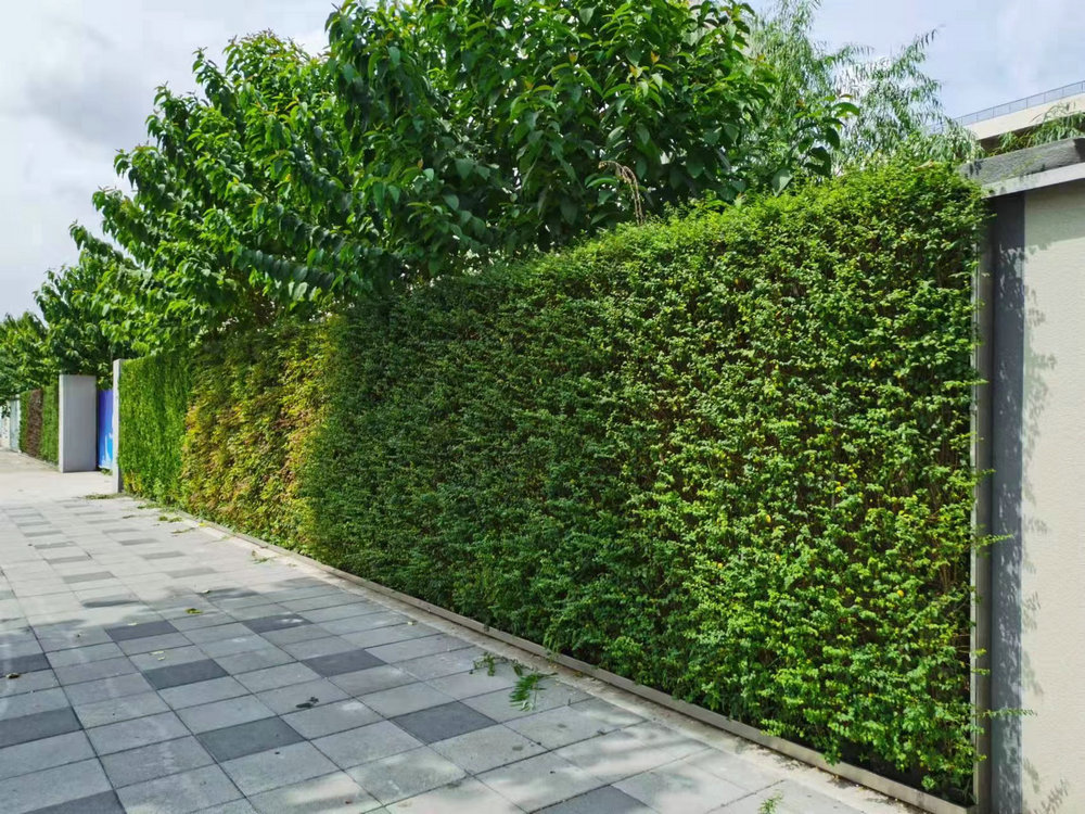 室外植物墙