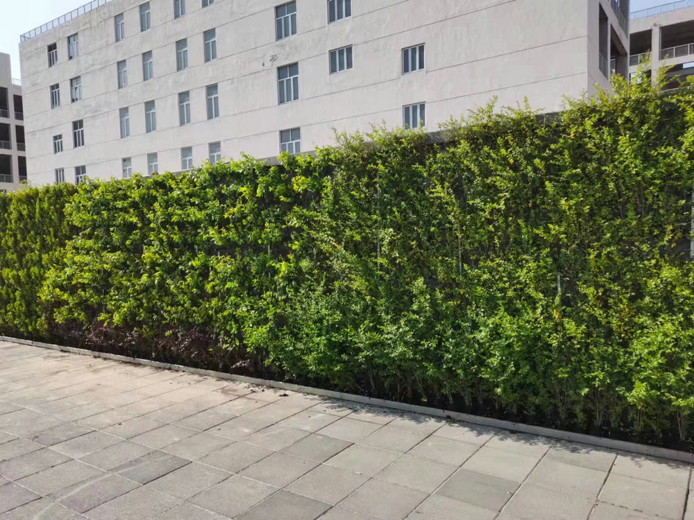 室外植物墙