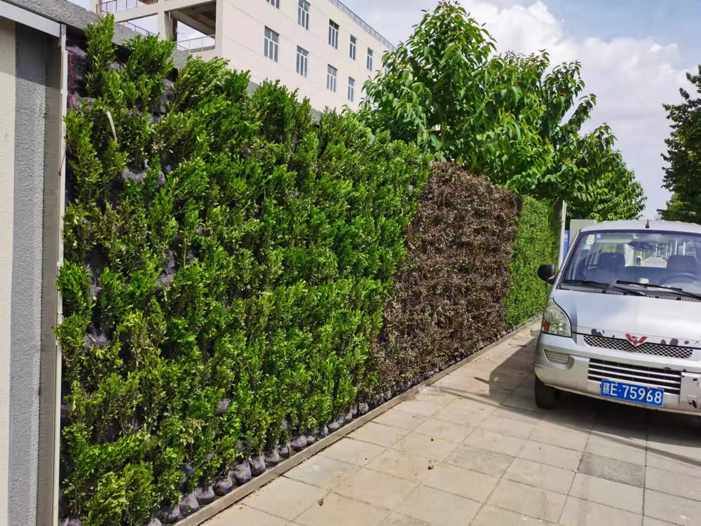 室外植物墙