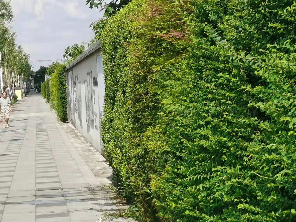室外植物墙